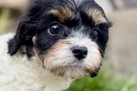Frankie, a male Cavalier King Charles Spaniel and Poodle - Miniature  for sale in Sturgis, MI – 4 of 10