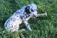 Lavon, a male Dalmatian for sale in Sturgis, MI – 4 of 10