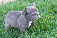June , a female Frenchton for sale in Sturgis, MI – 3 of 10