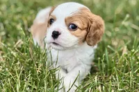 Hopper , a male Cavalier King Charles Spaniel for sale in Sturgis, MI – 4 of 10