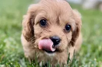Falcon, a male Cavalier King Charles Spaniel and Poodle - Miniature  for sale in Sturgis, MI – 8 of 10