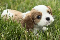 Hope , a female Cavalier King Charles Spaniel for sale in Sturgis, MI – 6 of 8