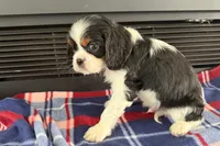 Mavey, a male Cavalier King Charles Spaniel for sale in Sturgis, MI – 10 of 10