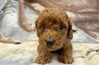 O’Neal, a male Poodle - Toy  for sale in Sturgis, MI – Photo 1 of 8