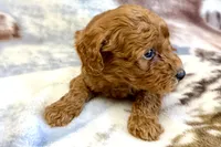 O’Neal, a male Poodle - Toy  for sale in Sturgis, MI – Photo 4 of 8