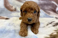 O’Neal, a male Poodle - Toy  for sale in Sturgis, MI – Photo 8 of 8