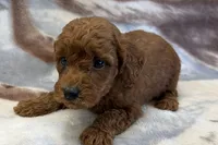 O’Neal, a male Poodle - Toy  for sale in Sturgis, MI – Photo 2 of 8
