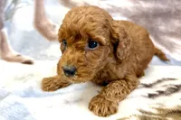O’Neal, a male Poodle - Toy  for sale in Sturgis, MI – Photo 7 of 8