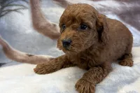 O’Neal, a male Poodle - Toy  for sale in Sturgis, MI – Photo 3 of 8