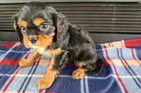 Mikey, a male Cavalier King Charles Spaniel for sale in Sturgis, MI – 3 of 9