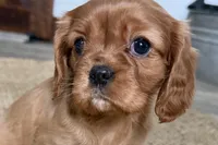 Olivia, a female Cavalier King Charles Spaniel for sale in Sturgis, MI – Photo 1 of 7