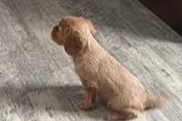 Olivia, a female Cavalier King Charles Spaniel for sale in Sturgis, MI – Photo 2 of 7