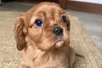 Olivia, a female Cavalier King Charles Spaniel for sale in Sturgis, MI – Photo 6 of 7