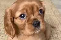 Olivia, a female Cavalier King Charles Spaniel for sale in Sturgis, MI – Photo 4 of 7