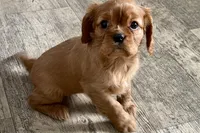 Olivia, a female Cavalier King Charles Spaniel for sale in Sturgis, MI – Photo 3 of 7