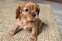 Olivia, a female Cavalier King Charles Spaniel for sale in Sturgis, MI – Photo 7 of 7