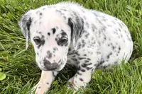 Leo, a male Dalmatian for sale in Sturgis, MI – 6 of 8