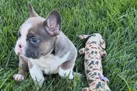 Job, a male Frenchton for sale in Sturgis, MI – 10 of 10
