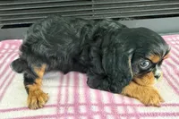 Monica, a female Cavalier King Charles Spaniel for sale in Sturgis, MI – 6 of 7