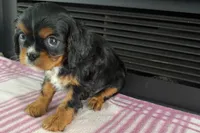 Monica, a female Cavalier King Charles Spaniel for sale in Sturgis, MI – 2 of 7