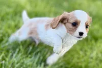 Rocky, a male Cavalier King Charles Spaniel for sale in Sturgis, MI – 3 of 10