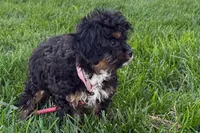 Nora , a female Cavapoo for sale in Sturgis, MI – 2 of 10