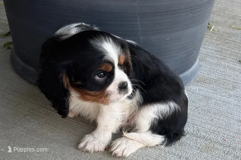 Mavey – Cavalier King Charles Spaniel puppy for sale in Sturgis, MI