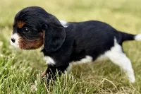 Isaac, a male Cavalier King Charles Spaniel for sale in Sturgis, MI – 7 of 10