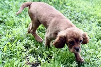 Mars, a male Cavalier King Charles Spaniel for sale in Sturgis, MI – 8 of 10