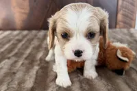 Billy, a male Cavalier King Charles Spaniel for sale in Sturgis, MI – Photo 8 of 8