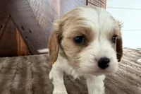 Billy, a male Cavalier King Charles Spaniel for sale in Sturgis, MI – Photo 6 of 8