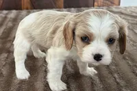 Billy, a male Cavalier King Charles Spaniel for sale in Sturgis, MI – Photo 2 of 8