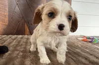 Billy, a male Cavalier King Charles Spaniel for sale in Sturgis, MI – Photo 3 of 8