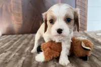 Billy, a male Cavalier King Charles Spaniel for sale in Sturgis, MI – Photo 5 of 8