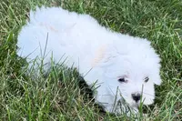 Oscar, a male Maltese for sale in Sturgis, MI – 8 of 10