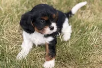 Isaac, a male Cavalier King Charles Spaniel for sale in Sturgis, MI – 3 of 10