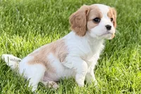 Remy, a male Cavalier King Charles Spaniel for sale in Sturgis, MI – 4 of 10