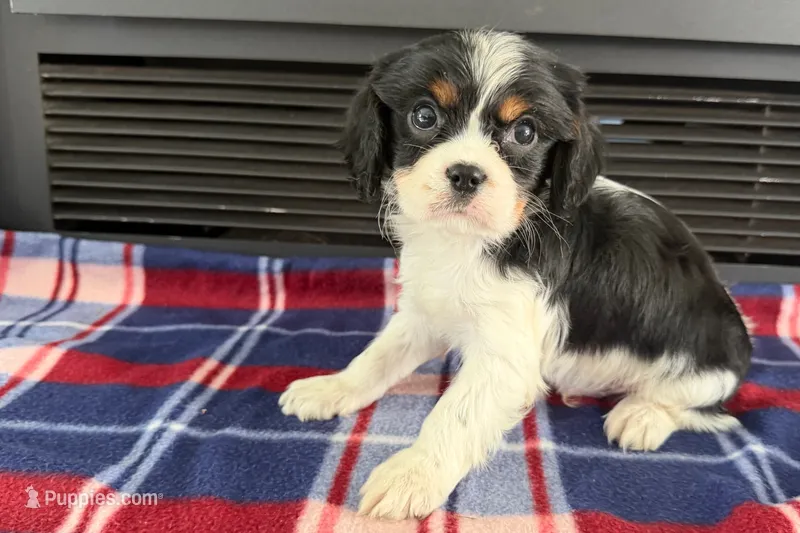 Mason – Cavalier King Charles Spaniel puppy for sale in Sturgis, MI