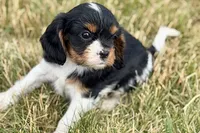 Indie, a female Cavalier King Charles Spaniel for sale in Sturgis, MI – 5 of 9