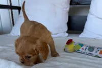 Sally, a female Cavalier King Charles Spaniel for sale in Sturgis, MI – 9 of 9
