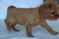 Stacy , a female Cavalier King Charles Spaniel for sale in Sturgis, MI – 2 of 8