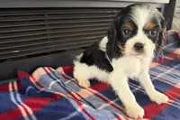 Mavey, a male Cavalier King Charles Spaniel for sale in Sturgis, MI – 7 of 10