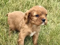 Ivan, a male Cavalier King Charles Spaniel for sale in Sturgis, MI – 10 of 10