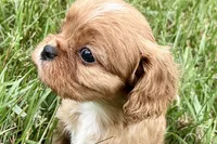 Aiden, a male Cavalier King Charles Spaniel for sale in Sturgis, MI – 2 of 10