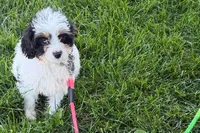 North, a male Cavapoo for sale in Sturgis, MI – 9 of 10