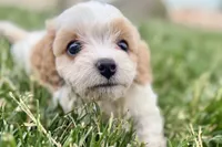 Finn, a male Cavalier King Charles Spaniel and Poodle - Miniature  for sale in Sturgis, MI – 5 of 10