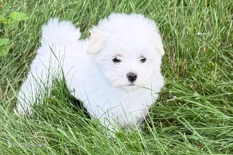 Oscar – Maltese puppy for sale in Sturgis, MI