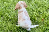 Remy, a male Cavalier King Charles Spaniel for sale in Sturgis, MI – 5 of 10