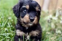 Forest, a male Cavalier King Charles Spaniel and Poodle - Miniature  for sale in Sturgis, MI – 7 of 10
