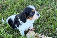 Emma, a female Cavalier King Charles Spaniel for sale in Sturgis, MI – 7 of 9